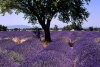 Lavanda